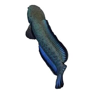 进口金尘雷龙鱼热带猛鱼血斑奶茶蓝宝石鬼王雷龙精品观赏鱼活体鱼