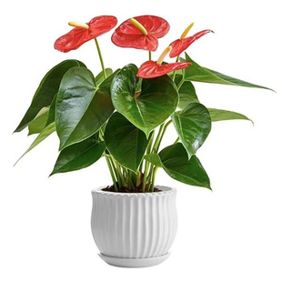 【带花发货】水培红掌室内水培土培盆栽一帆风顺四季陆续开花植物