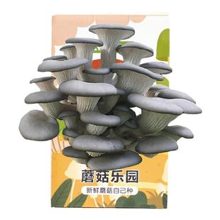蘑菇菌包菌菇种植桶平菇盒子磨菇种可食用家庭幼儿园儿童diy