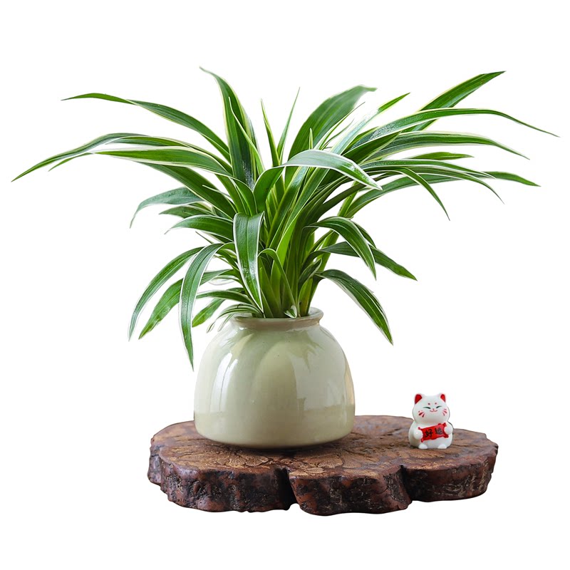 金边吊兰盆栽花卉植物室内阳台净化空气好养活小绿植水培垂吊客厅