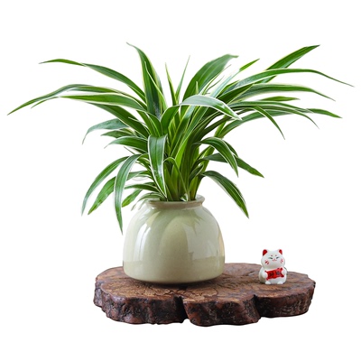 金边吊兰盆栽花卉植物室内