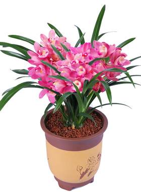 香妃家养兰花花好养易活每年开花