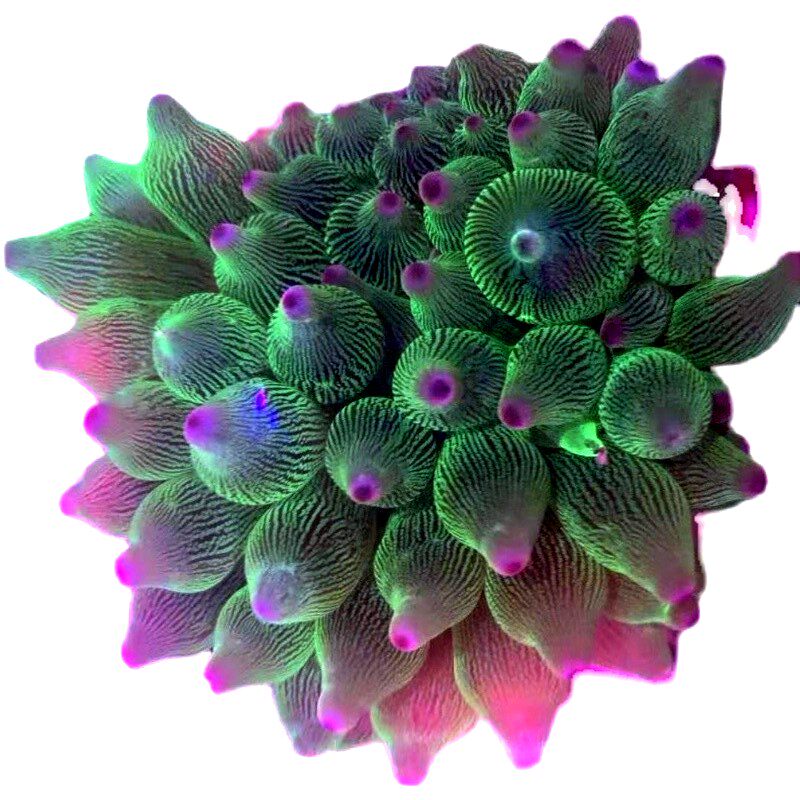 植素源海葵类软体珊瑚大合集