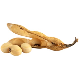 超级千斤豆黄豆种子早中黄13豆种子农家自种大豆种籽高产早熟抗病