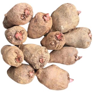 云南高产 魔芋种 一代二代精品花魔芋种子脱水精品白魔芋高成活率