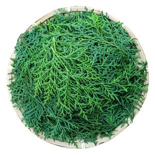 野生新鲜侧柏叶扁柏叶阴干侧柏叶姜片何首乌皂角无患子洗头配方