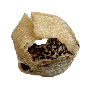 刺龟鱼皮干无刺广东煲汤食材干货海产胶质渔民自晒刺龟鱼皮免拔刺