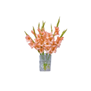 进口剑兰唐菖蒲种球根十三太保室外庭院耐寒耐热花卉阳台盆栽植物