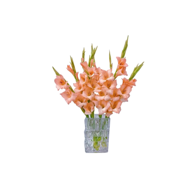 进口剑兰唐菖蒲种球包开花包对版