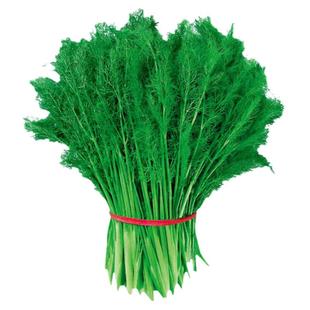 割茬茴香种子种籽苗孑秧小茴香菜四季菜种盆栽籽种菜籽回香菜种