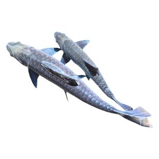 蓝吉罗异口新光唇保山蓝吉罗史氏原生大尺寸蓝吉罗冷水观赏鱼吉罗