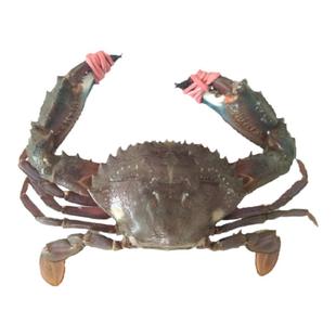大连海鲜赤甲红青蟹鲜活石甲特大螃蟹新鲜花盖兰花梭子蟹飞蟹海蟹