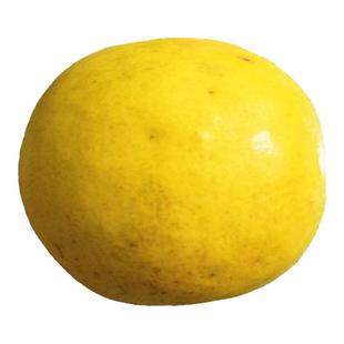 闻香木瓜北方耐寒药食用酸木瓜光皮木瓜矮化盆栽当年结果木瓜盆景