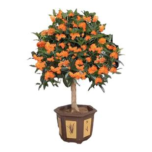 丹桂桂花树苗盆栽室内四季客厅阳台开花植物浓香型嫁接金桂好养活