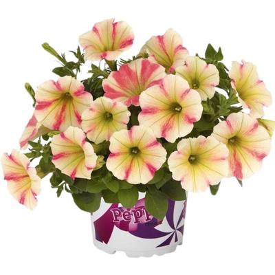 进口垂吊超级矮牵牛花苗四季