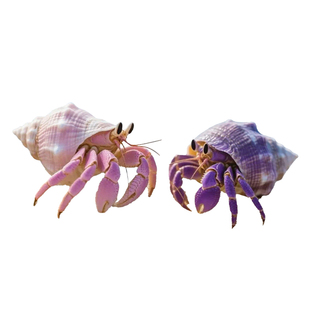 陆生寄居蟹宠物活物淡水草莓短腕紫陆灰白深紫观赏蟹活体懒人宠物