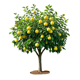 梨树果苗嫁接苗秋月梨树翠冠梨子树苖地栽当年结果梨树苗果树果苗