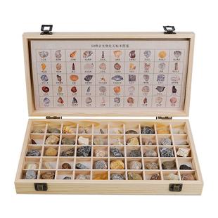 50种天然化石标本矿物摆件三叶虫菊石海螺考古天然水晶原矿石套装