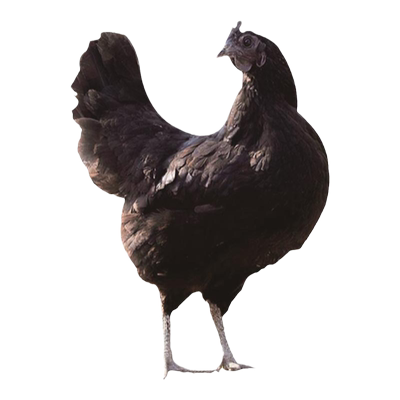 万春寨正宗德化散养土鸡新鲜