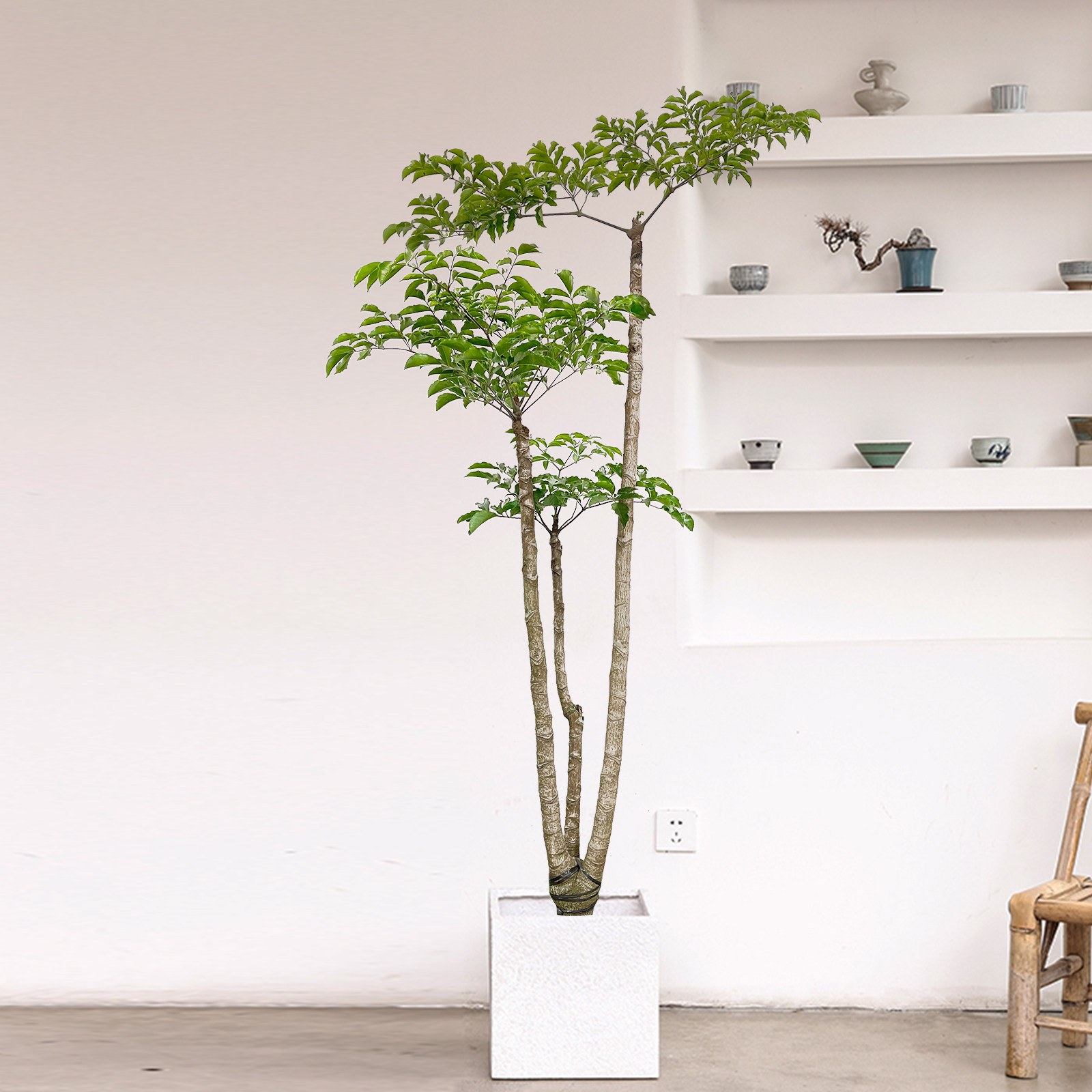 幌伞枫原生老桩大幸福树大型盆栽室内客厅绿植办公室植物庭院盆景