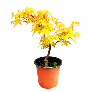 黄金枫树苗中国流泉枫树苗红舞姬南北方庭院别墅植物绿化风景大树