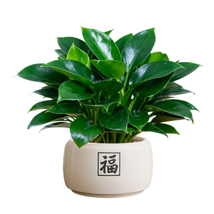金钻绿公主盆栽室内大盆办公室桌面绿植盆景摆件大叶植物四季好养