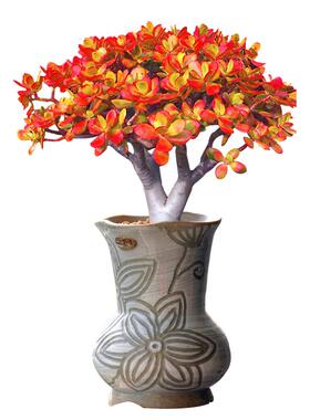 多肉植物盆栽黄金绿植花卉