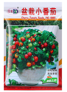 买2送1今年新种子番茄种子