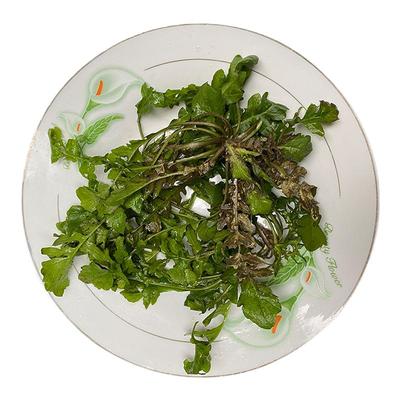 秦岭野生荠菜新鲜露天现挖现发