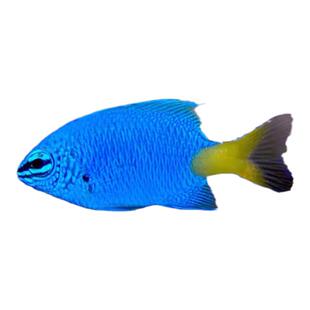 【爱玩鱼】海水观赏鱼青魔蓝魔粉魔斐济魔黄尾魔活体海缸新手闯缸