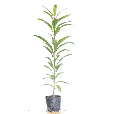 常绿名贵仙桃水果树苗鸡蛋果树苗