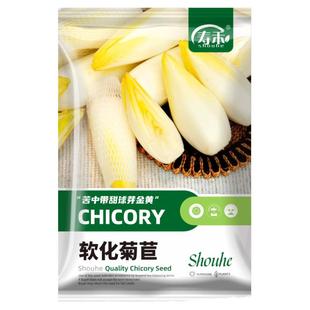金玉兰菜种根软化菊苣种子种籽菊苣根红蔬菜子菜苗 金玉兰菜根苗