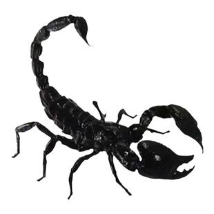 真昆虫标本未整姿雨林蝎标本湿原虫造景制作手工DIY材料10cm以上