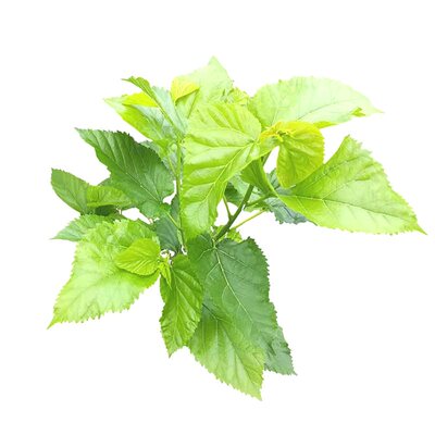 广东新鲜桑叶饲料学生养蚕宝宝套装蚕卵现摘嫩桑叶桑树叶大叶小蚕