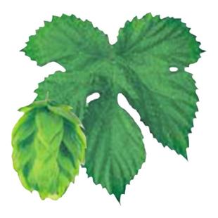 银河Galaxy佳乐喜25季当季新花上市 澳洲原装进口BarthHaas啤酒花