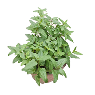 半枝莲种苗 紫背四方梗狭叶韩信草乡间中草药野草绿植原杯发货