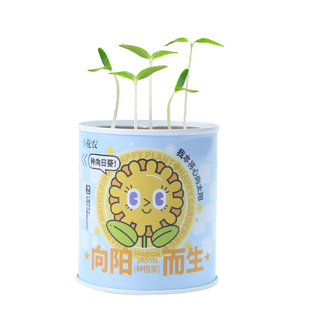 网红罐头儿童种植小盆栽小花农绿植室内植物驱蚊草向日葵办公桌面