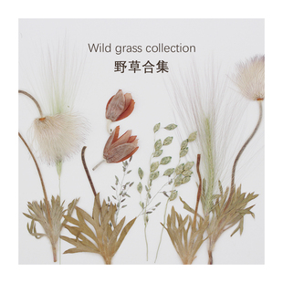 野草干花干草植物压花押花花草标本书签相框贴画火漆请柬装饰材料