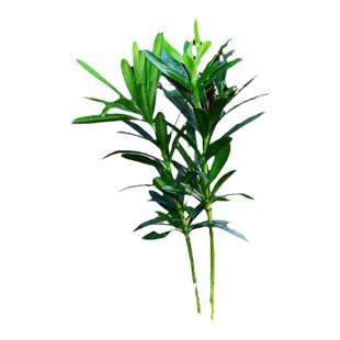 罗汉松小苗迷你椰树盆景盆栽假山盆景树假山小树苗植客厅假山小苗