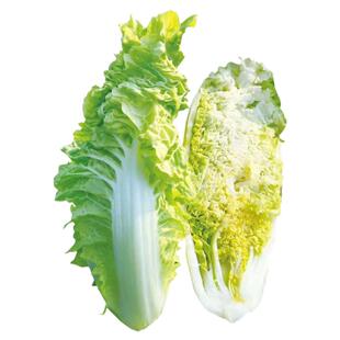 津金丝白小白菜种子种孑娃娃菜种籽快菜早熟春夏秋冬季四季青菜籽