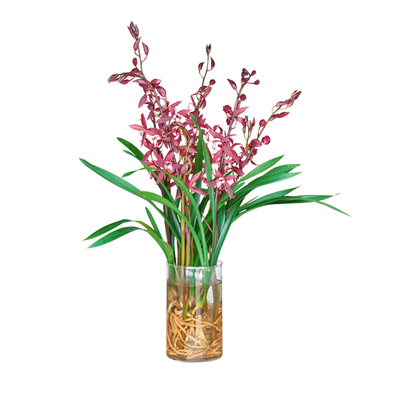 新品种水培香水苍兰花懒人水培