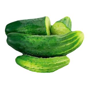波士顿腌制黄瓜种子新鲜早熟高产浓郁切片传家宝春秋室内阳台盆栽
