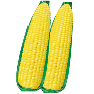 斯达204超甜水果玉米种子种籽孑彩甜糯牛奶黑糯白糯甜官方旗舰店