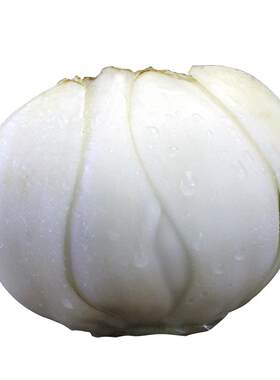食用新鲜兰州特产甜百合大个500g