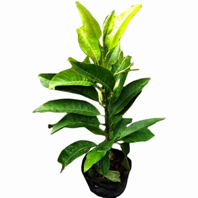 嫁接白兰花树苗白玉兰黄桷兰黄葛兰黄果兰黄角兰黄兰白玉兰花盆栽