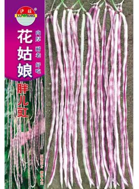 花胖豇豆种子春播肉厚长豆角种籽