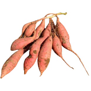 山东正宗烟薯25新鲜糖心红心地瓜农家沙地自种超甜农家自种烤地瓜