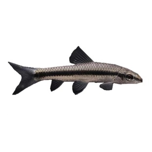 一线飞狐黑线小猴飞狐活体热带观赏淡水工具垃圾鱼除藻黑毛丝毛藻