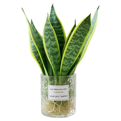 金边虎皮兰室内水培绿植