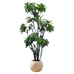 造型百合竹客厅绿植高级感室内大型植物盆栽落地高端大气上档次